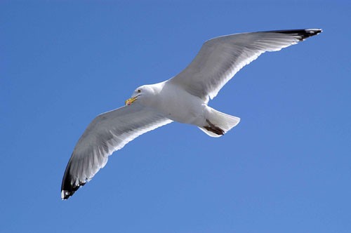 Jonathan, Liverpool Seagull